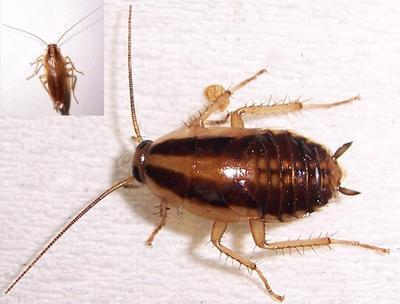 害蟲知識-蟑螂是怎么長大的,蟑螂,蟑螂圖片,蟑螂藥